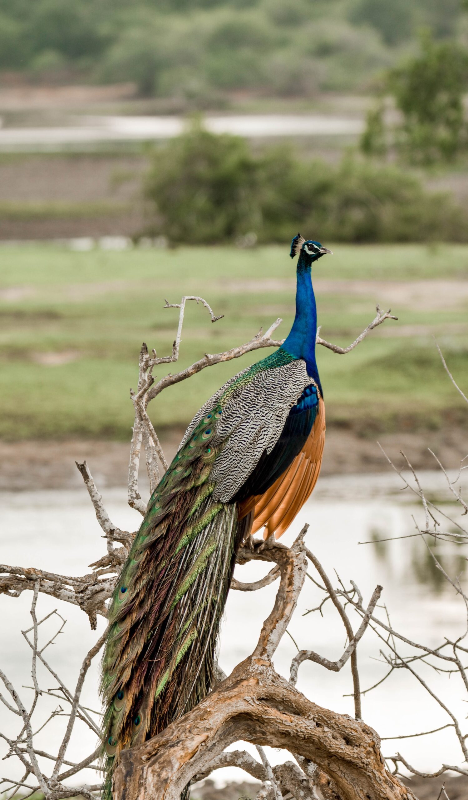 Wildlife & Beach Tour